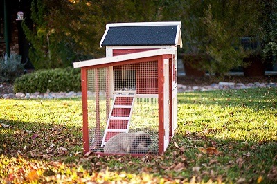 Advantek The Stilt House Rabbit Hutch review