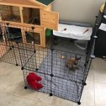 Indoor & Outdoor Rabbit (Bunny) Playpens Reviewed by Expert