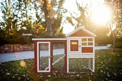 outside rabbit hutch